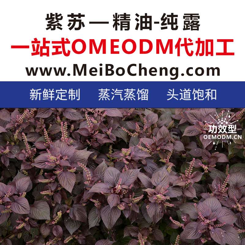 <strong>紫苏</strong>